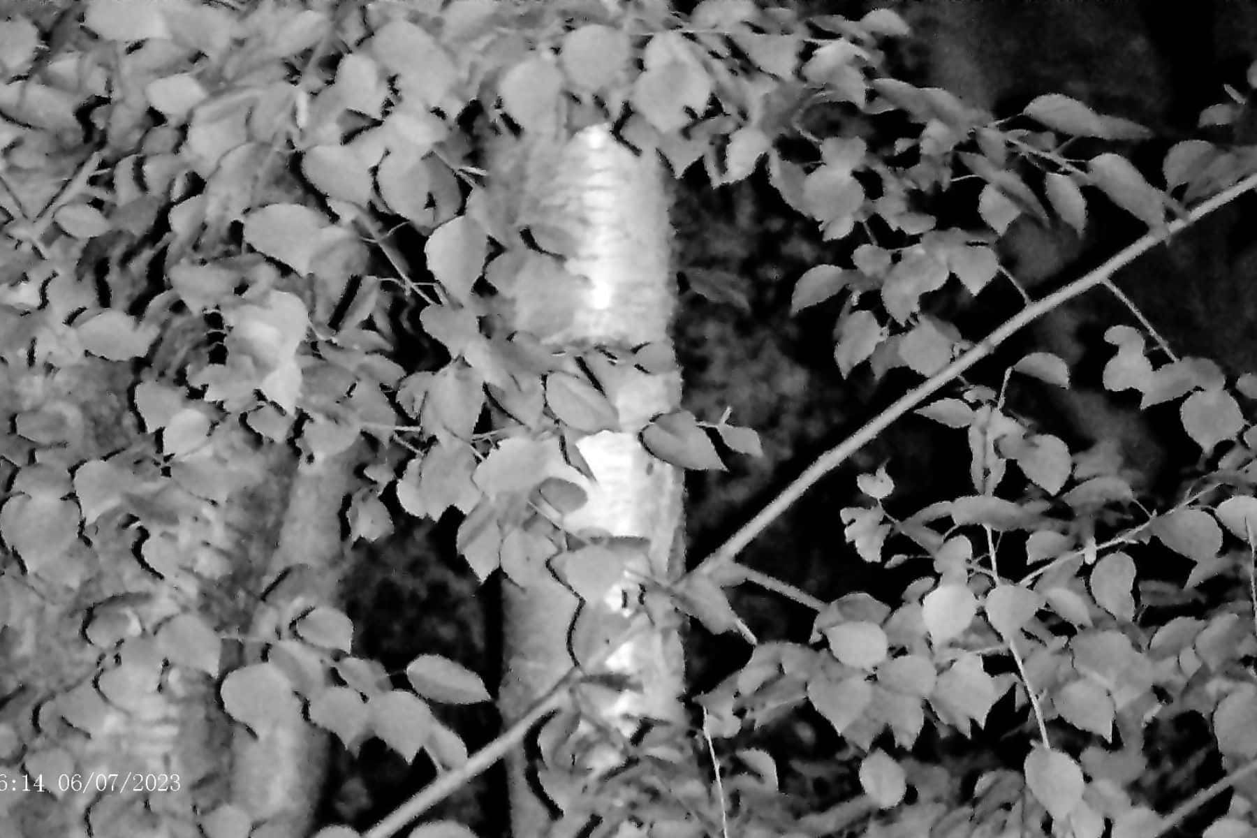 apexel-digital-night-vision-night-example