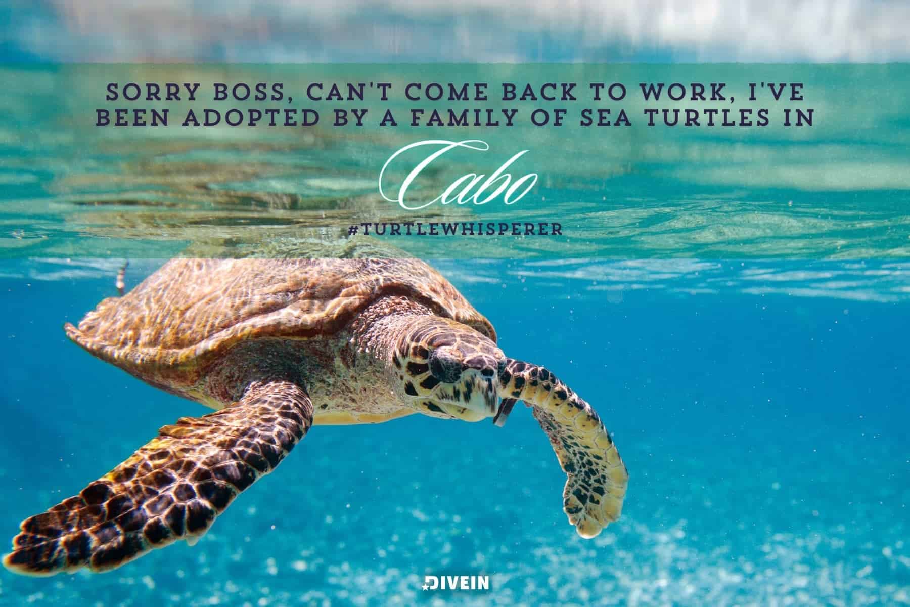 Cabo Quotes & Captions for Instagram