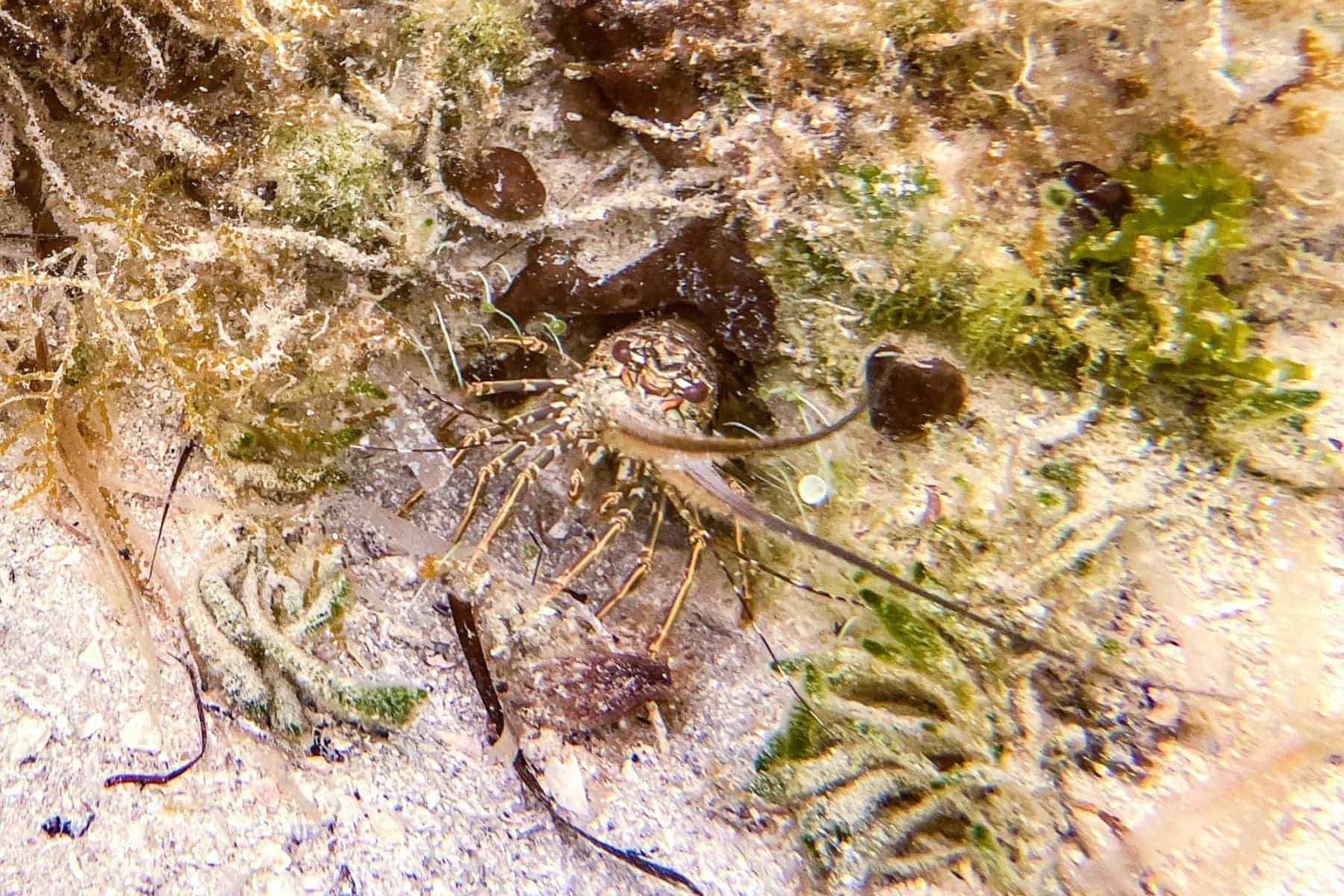 Cayo Espanto A Private Island Belize Snorkel