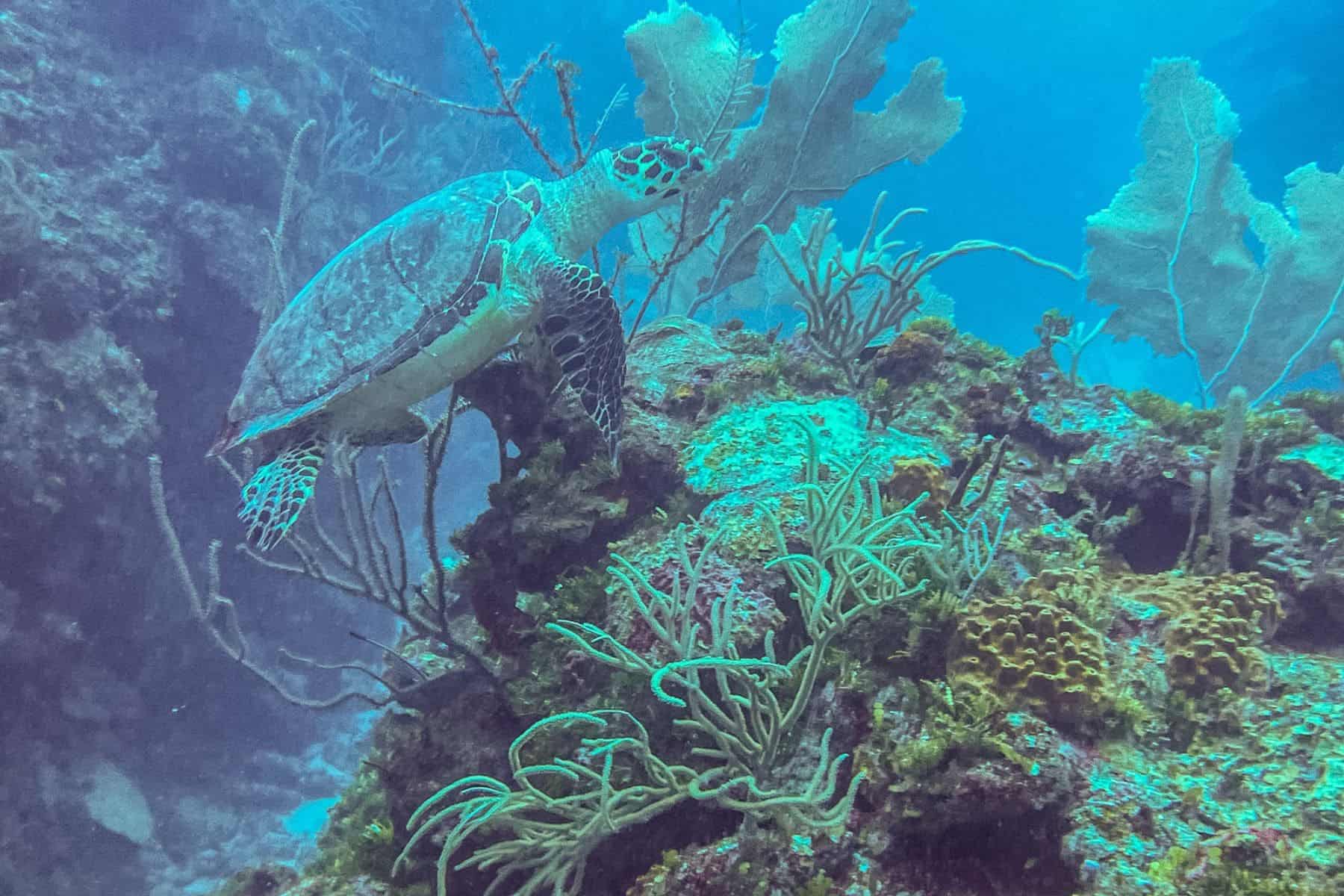 Cayo Espanto A Private Island Belize Turtle