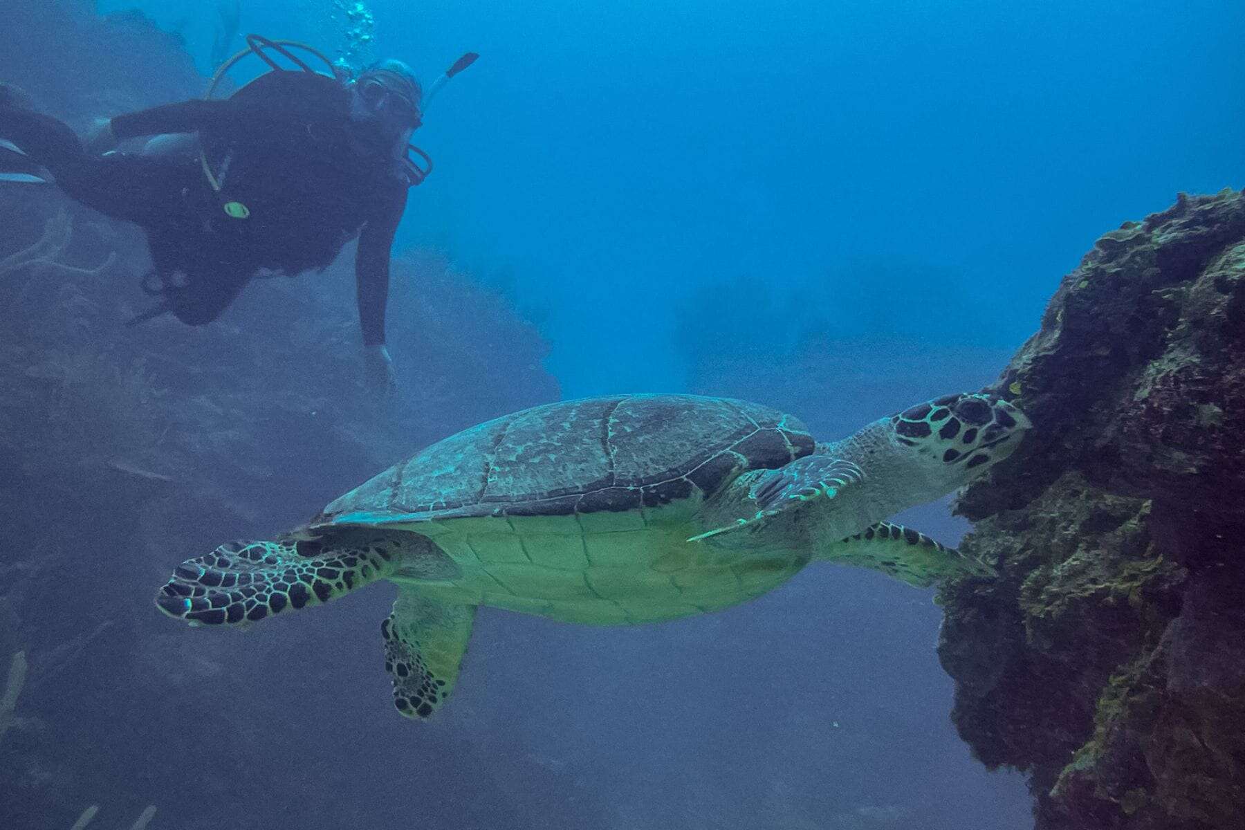 Cayo Espanto A Private Island Belize Underwater Turtle