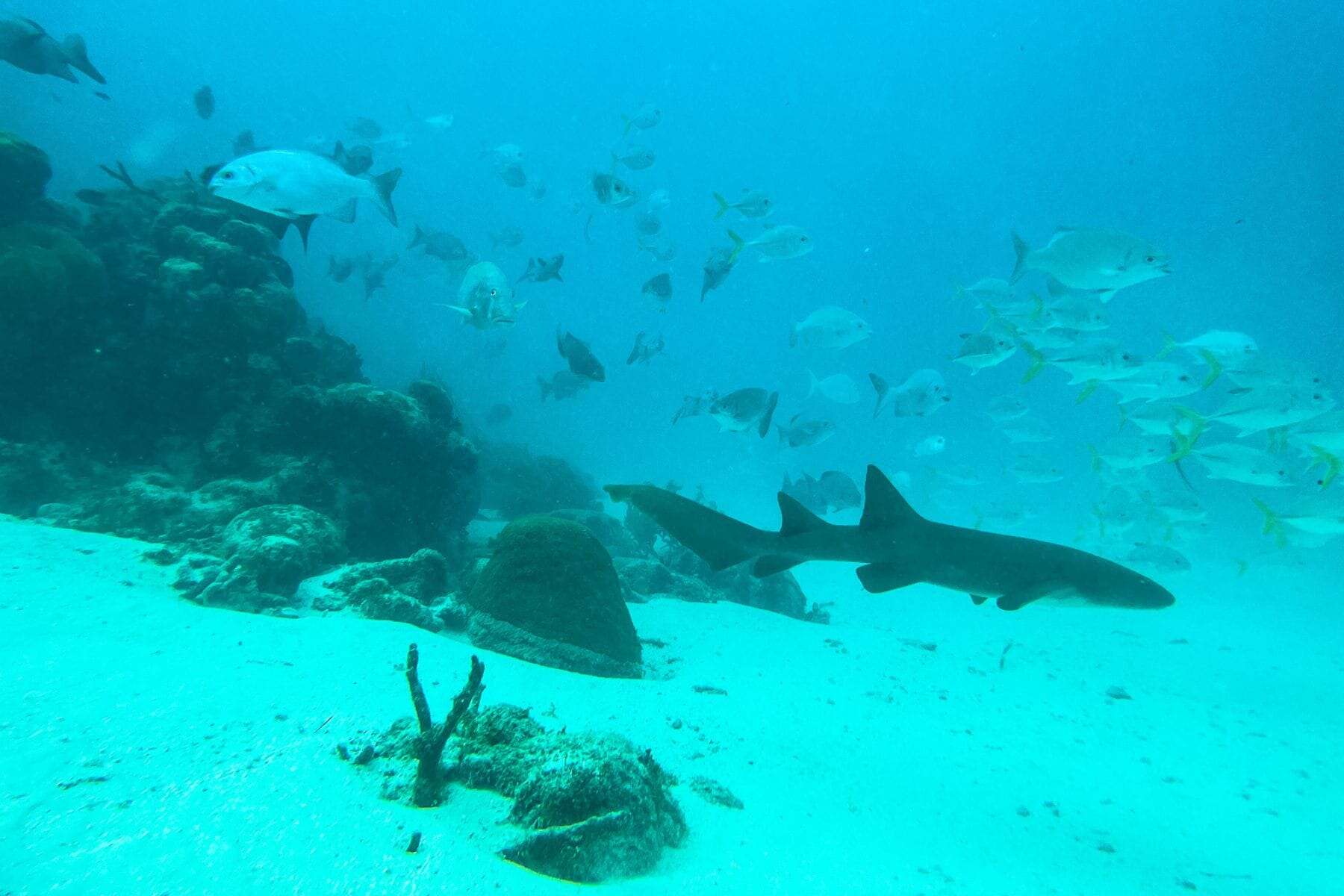 Cayo Espanto A Private Island Belize Underwater