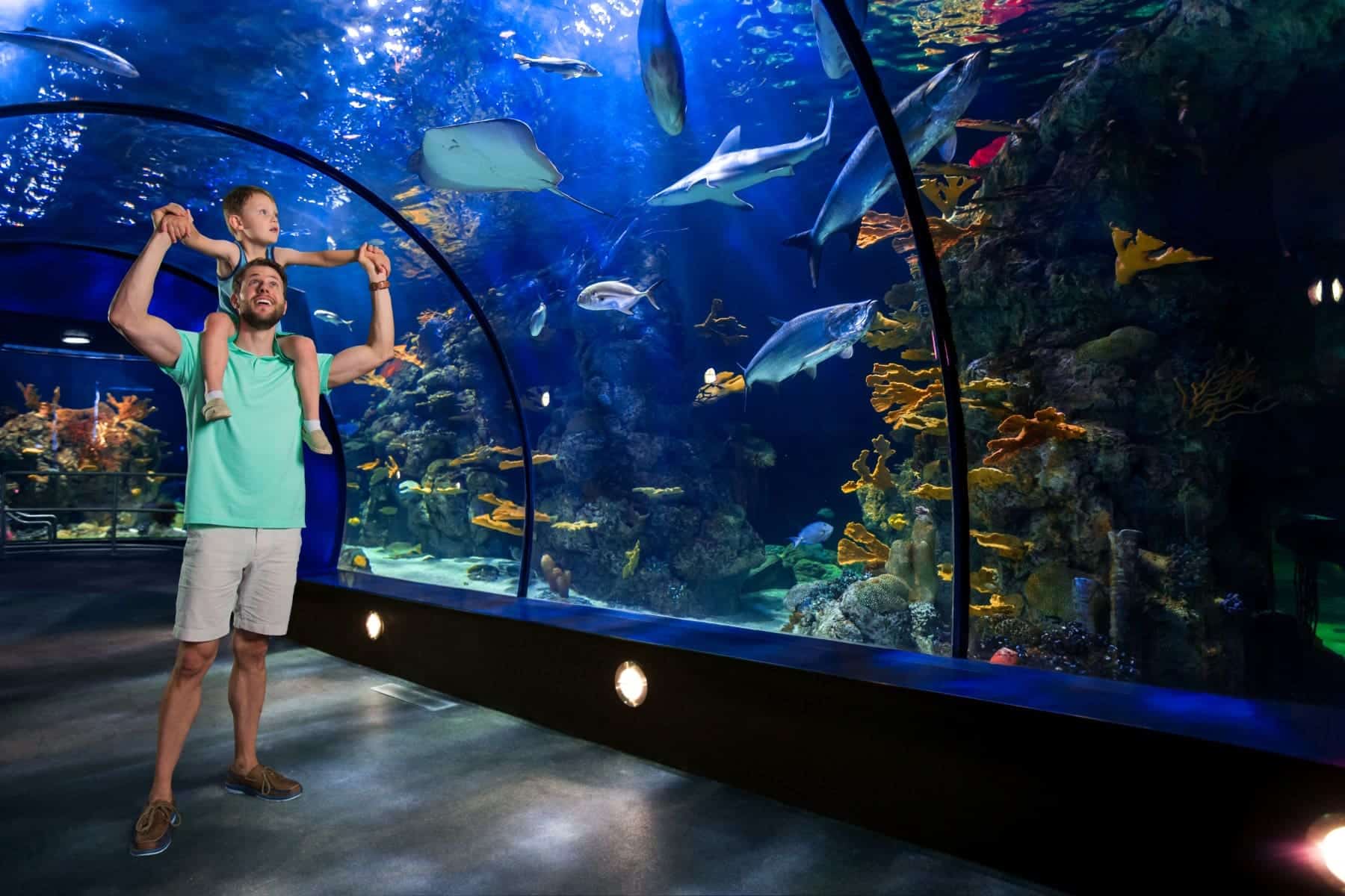 Moody Gardens Aquarium Father And Son At Caribbean Tunnel
