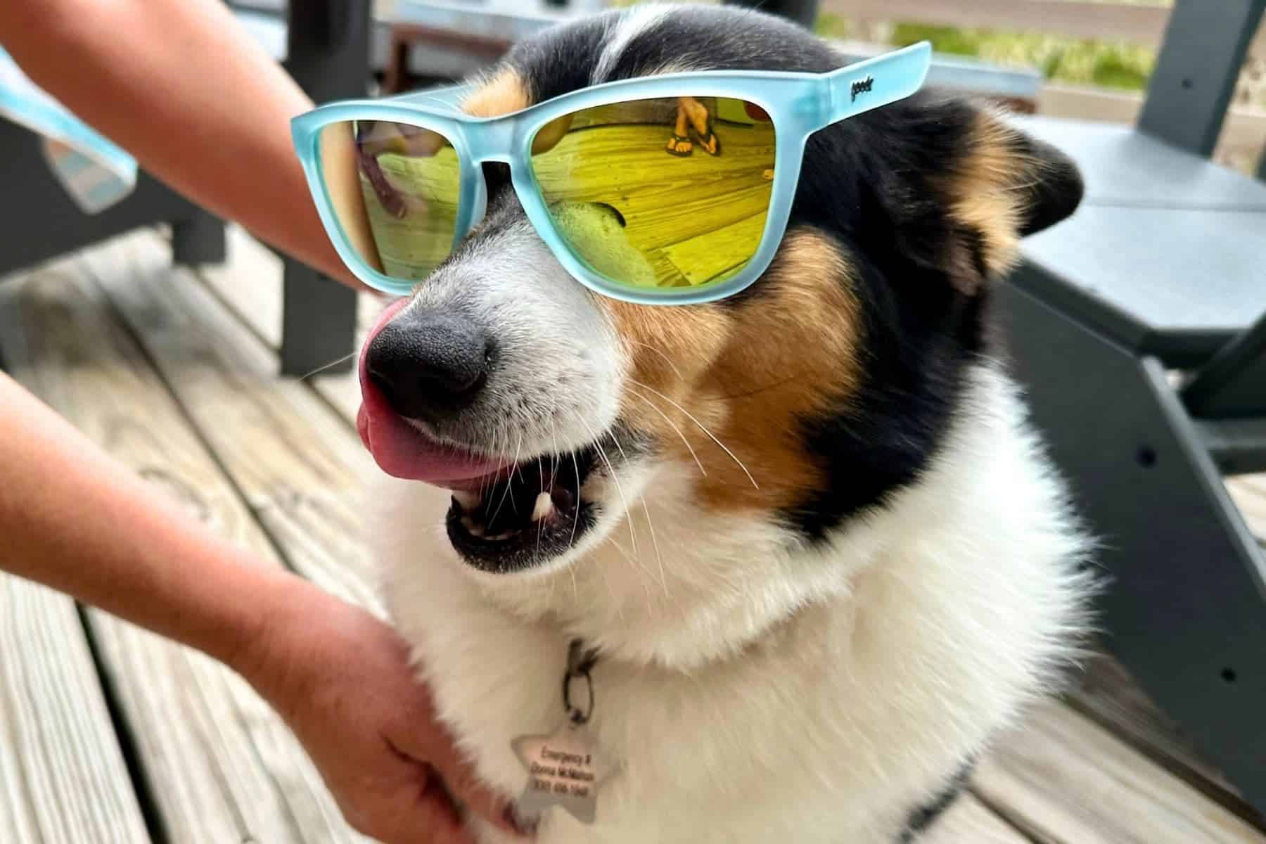 the-og-goodr-sunglasses-corgi